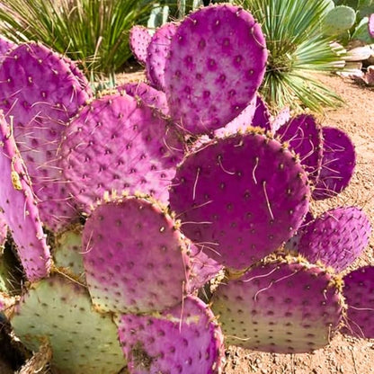 Purple Prickly Pear Cactus Live Plant, in 3 Inch Pot, Prickly Cactus Plant, Colorful Succulent for Garden and Containers