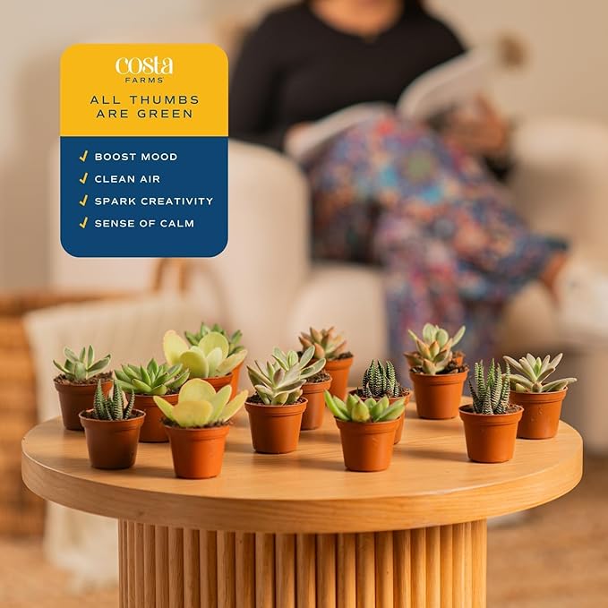 Costa Farms Mini Succulent Live Plants in Plastic Pots, Easy to Maintain Indoor Succulents, Assorted Variety Houseplants for Room Decor, House Warming or Party Favors, 2-3.5 Inches Tall, Pack of 100