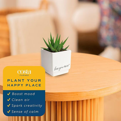 Costa Farms Haworthia, Succulent Live Plant in Decorative Pot, Easy to Maintain Indoor Houseplant, Perfect for Home, Room, or Office Decor, Great House Warming or Birthday Gift, 2.75-6 Inches Tall
