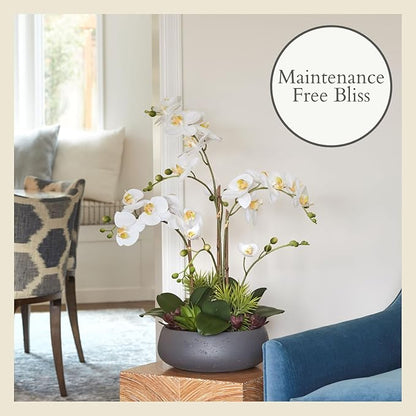 CG Hunter Faux Orchid Plant w/Succulents, Premium Artificial Indoor Flower Display Stands 23” w/Beautiful Sculptural Blooms and Succulents That Lasts Forever, Grey Planter Pot Included