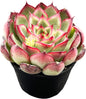 Live Succulent Echeveria 'Firrefly', Approx 2-inch Large, Potted Succulents, Fully Rooted, Easy Care House Plants