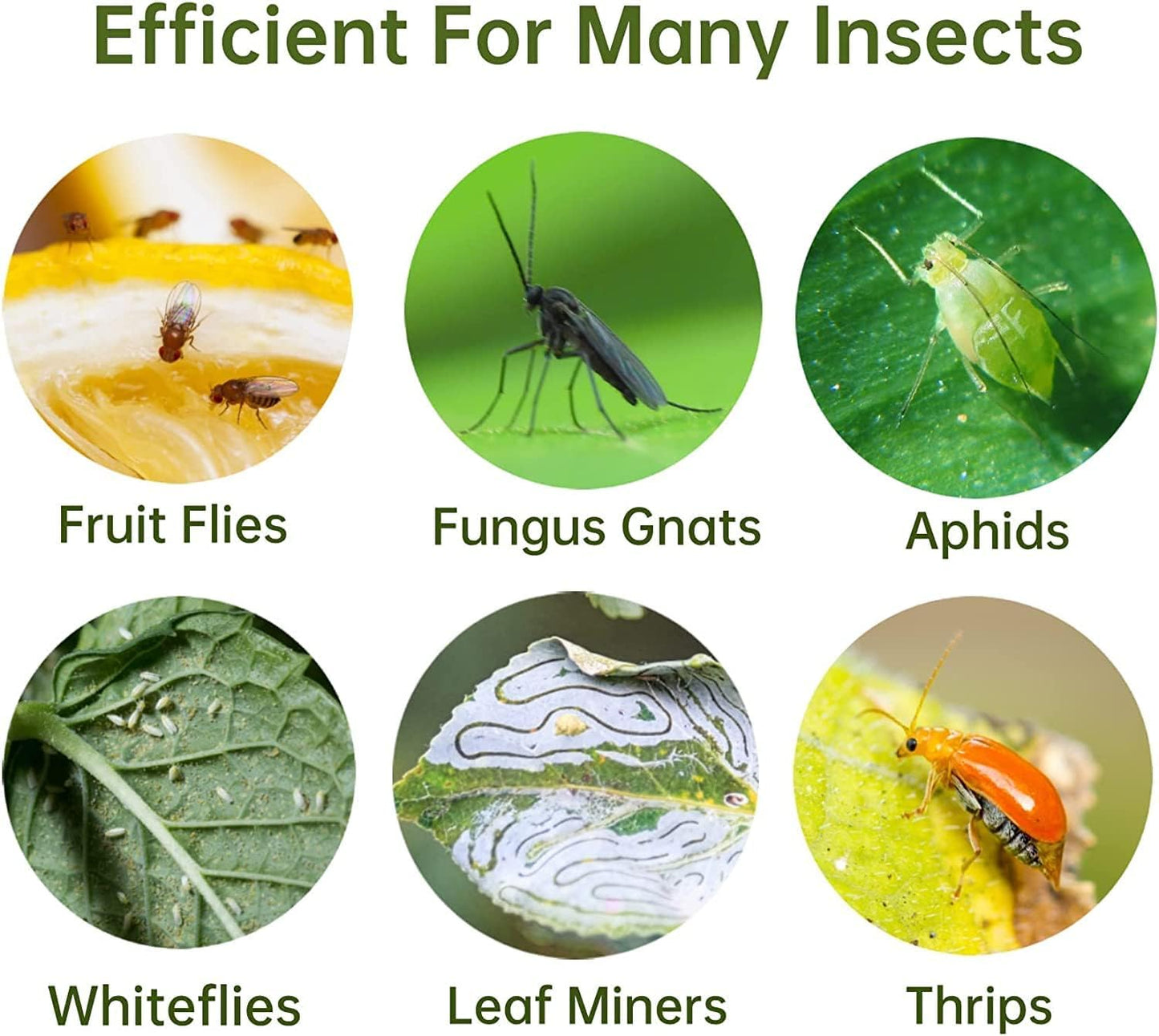 36 Pack Fruit Fly Traps for Indoors, Gnat Traps for House Indoor, Sticky Traps Fungus Gnats Killer for Mosquito and Flying Insects, Bug Pest Insect Catcher Killer for Houseplant