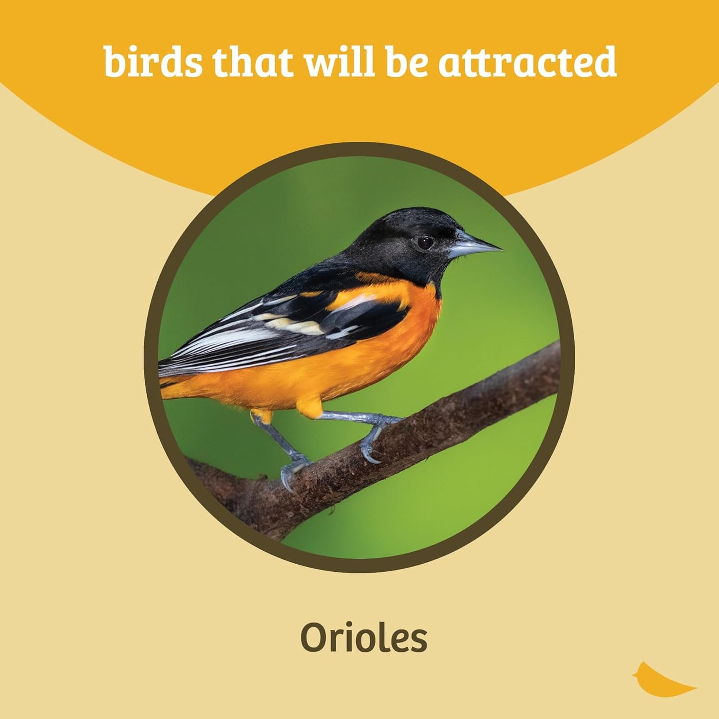 Birds Choice Oriolefest Oriole Bird Feeder | Hanging Bird Feeder for Jelly, Oranges & Nectar | 4 Feeding Ports & Trays with Ant Moat & Bee Guards | Sturdy for Garden & Backyard | 12 oz, Orange