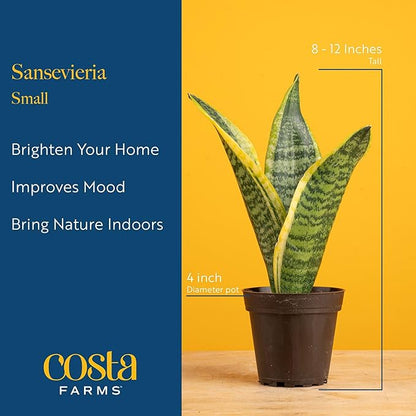 Costa Farms Snake Plant, Sansevieria Live Plant in Decorative Pot, Easy to Maintain, Air Purifying Succulent Indoor Houseplant, Assorted Variety, Home, Room, or Office Décor, 8-12 Inches Tall