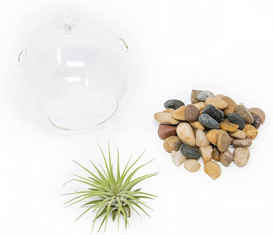 Stunning Flat Bottom Globe Plant Terrarium Kit - Small Assorted Air Plant, Beige Stones in Propagation jar - Home and Garden Decor Plant Pot - Easy Care Indoor and Outdoor Plant Vase