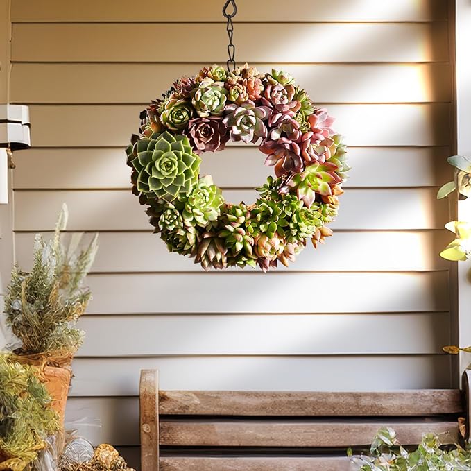 6 Pack Succulent Plants with Root and Soil, Easy to Grow (Assorted Varieties Without Pots)