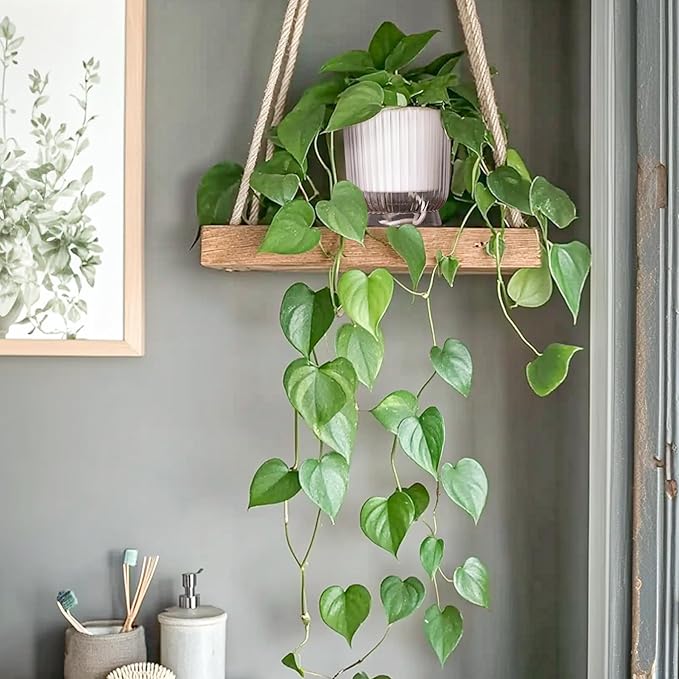 T4U 6 Inch Self Watering Pots for Indoor Plants, 4 Pack Self Watering Planter, Self Watering Pot with Reservoir, Clear Self Watering Pots for Indoor Plants, African Violets (4 Pack, 6", Clear)