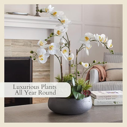 CG Hunter Faux Orchid Plant w/Succulents, Premium Artificial Indoor Flower Display Stands 23” w/Beautiful Sculptural Blooms and Succulents That Lasts Forever, Grey Planter Pot Included