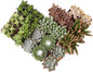 Altman Plants, Live Succulent Plants (20 Pack) Assorted Potted Succulents Plants Live House Plants in Cacti and Succulent Soil Mix, Cactus Plants Live Indoor Plants Live Houseplants in Planter Pots