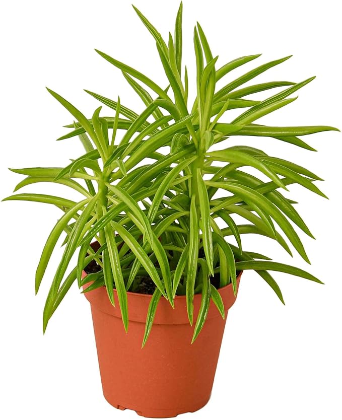 Peperomia Green Bean Live Plant for Indoor | Different Houseplants in 4'' & 6'' Pot | Real House Plant for Living Room, Office, Desk & Bathroom | Ferreyrae | Pincushion