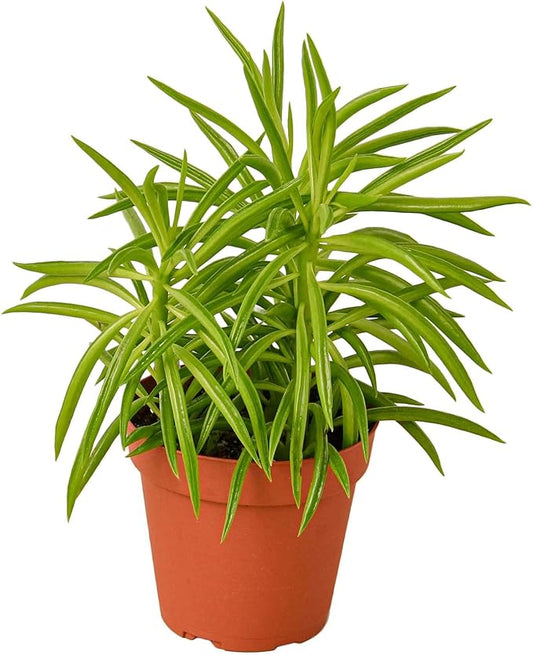 Peperomia Green Bean Live Plant for Indoor | Different Houseplants in 4'' & 6'' Pot | Real House Plant for Living Room, Office, Desk & Bathroom | Ferreyrae | Pincushion