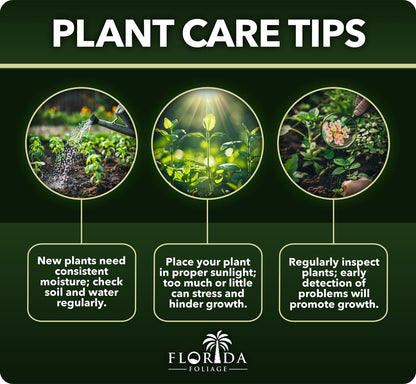 Japanese Holly Fern - 10 Live Plants - Cyrtomium Falcatum Rochfordianum