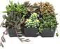 Mountain Crest Gardens Trailing & Strings Succulent Pack - 6 Live Plants in 2 Inch Pots - Real Succulents for Hanging Planters, Home Decor, and DIY Arrangements