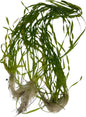 Vallisneria Asiatica Easy Freshwater Aquarium Live Plant with Roots (7 Plants)