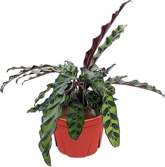 Calathea Lancifolia 'Rattlesnake' | Live Plant, Live Indoor, Easy to Care, and Low Maintenance Houseplant (6" pots Wide) (6-inch Pot)