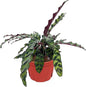 Calathea Lancifolia 'Rattlesnake' | Live Plant, Live Indoor, Easy to Care, and Low Maintenance Houseplant (6" pots Wide) (6-inch Pot)