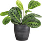Thorsen's Greenhouse Lemon Lime Prayer Plant, Live Indoor Plant, Pet Friendly, Attractive Houseplant, Lemon Maranta, Easy to Grow, 4" Diameter Pot (Brushed Silver)