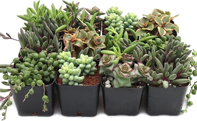 Mountain Crest Gardens Trailing & Strings Succulent Pack - 12 Live Plants in 2 Inch Pots - Real Succulents for Hanging Planters, Home Decor, and DIY Arrangements