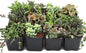 Mountain Crest Gardens Trailing & Strings Succulent Pack - 12 Live Plants in 2 Inch Pots - Real Succulents for Hanging Planters, Home Decor, and DIY Arrangements