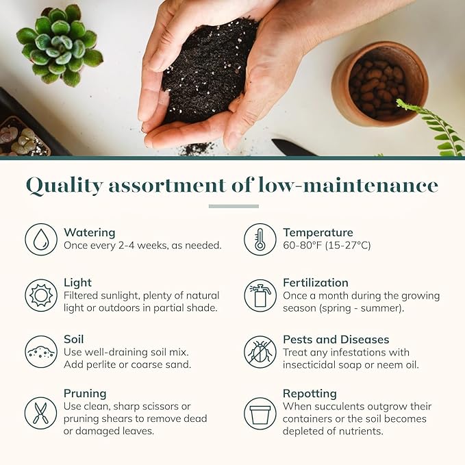 Shop Succulents Echeveria & Rosette Live Succulent Variety Pack – Fully Rooted 2" Potted Plants for Gifts, Favors, DIY Projects, Terrariums, Home Décor, and Garden Arrangements, 32 Pack