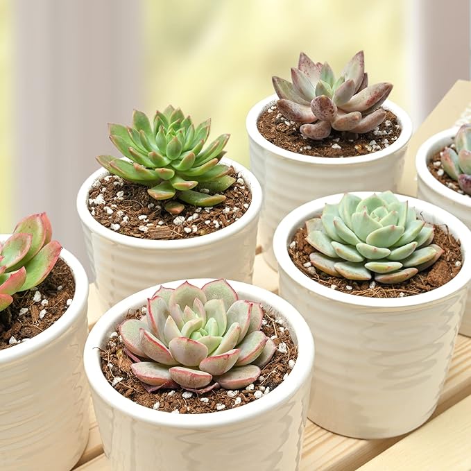 Succulent Plants (6 Pack), Live Succulents Fully Rooted in 2" Pots with Soil, Unique Potted House Plants for DIY, Home Decor, Wedding Party Favor Gift, Easy to Grow (Common Varieties)