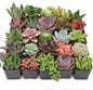 Mountain Crest Gardens Ultimate Succulent Variety Pack - 25 Unique Live Plants, Many Types, Rooted in 2 inch Pots - Indoor/Outdoor Real Succulents for Garden Decor, Favors, DIY Arrangements