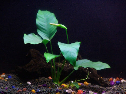 Java Fern and Anubias Bundle