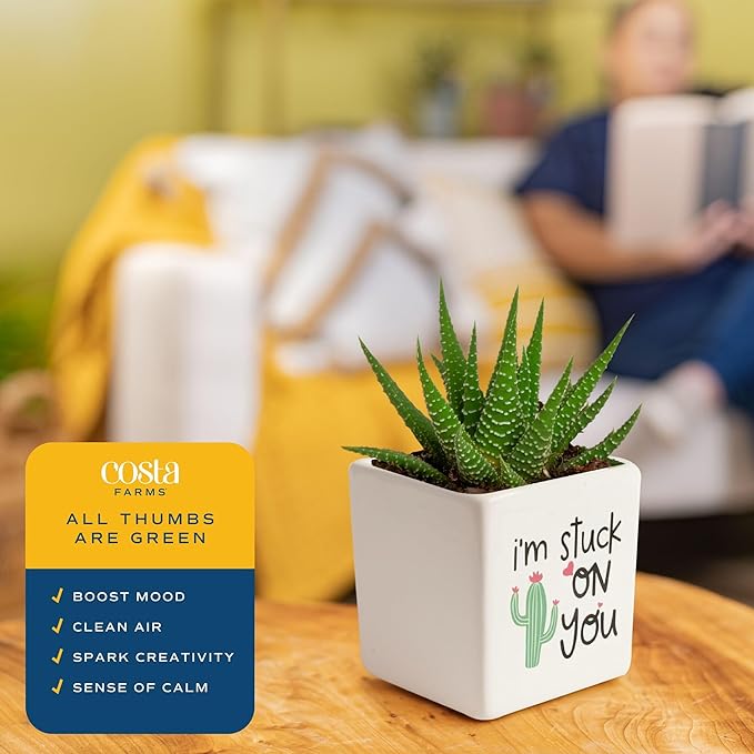 Costa Farms Haworthia Live Plants in Decorative Pots, Easy to Maintain Indoor Succulents, Houseplants for Home, Room, or Office Decor, House Warming or Birthday Gift, 2.75-6 Inches Tall, Pack of 2