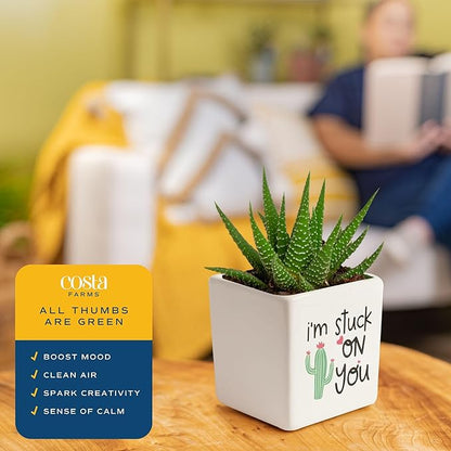 Costa Farms Haworthia Live Plants in Decorative Pots, Easy to Maintain Indoor Succulents, Houseplants for Home, Room, or Office Decor, House Warming or Birthday Gift, 2.75-6 Inches Tall, Pack of 2