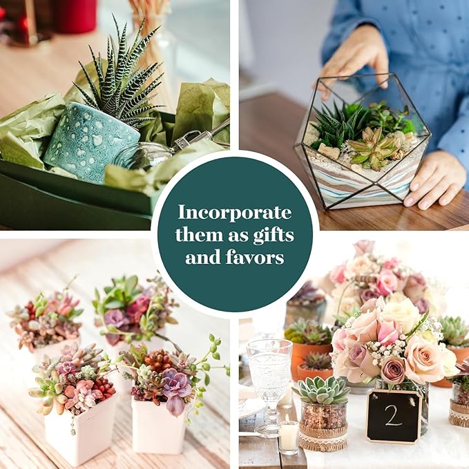 Shop Succulents Endless Summer Succulent Pack Collection - Live Mini Succulent Plants, Low Maintenance, Colors & Textures - Wedding and Party Favors, Gift & Garden, Pack of 32