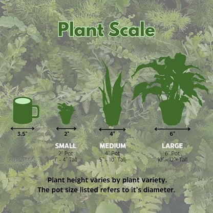 BubbleBlooms Sansevieria Trifasciata Assortment 3 Different Dwarf Rosette-Shaped Snake Plants in 2 inch pots
