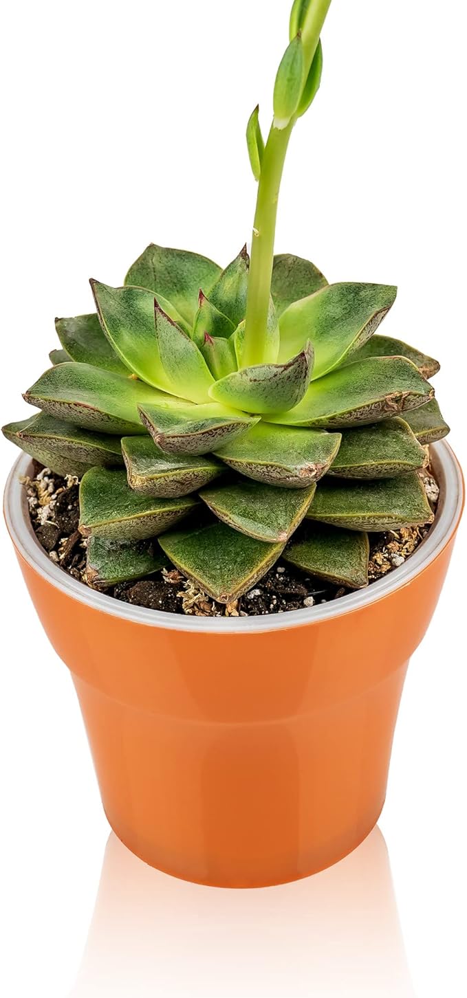 Gardenera Professional Succulent Soil Premium All Purpose Blend | Pre-Mixed Ready to Use for Cactus and Succulents | Sphagnum Peat Moss, Perlite, New Zealand Pine Bark - Made in USA - 10 Quart