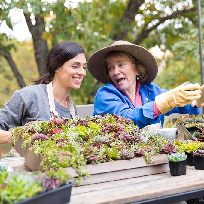 Mountain Crest Gardens Hardy Succulent Variety Pack - 12 Frost-Tolerant Live Plants, Rooted in 2 Inch Pots - Real Outdoor Succulents for Rock Gardens, Landscaping, DIY Arrangements