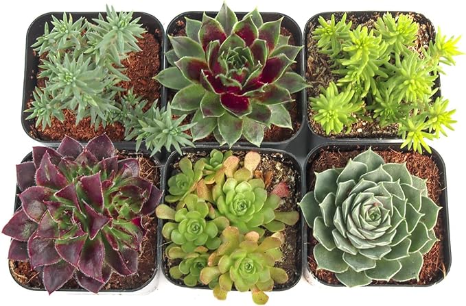 Mountain Crest Gardens Hardy Succulent Variety Pack - 6 Frost-Tolerant Live Plants, Rooted in 2 Inch Pots - Real Outdoor Succulents for Rock Gardens, Landscaping, DIY Arrangements