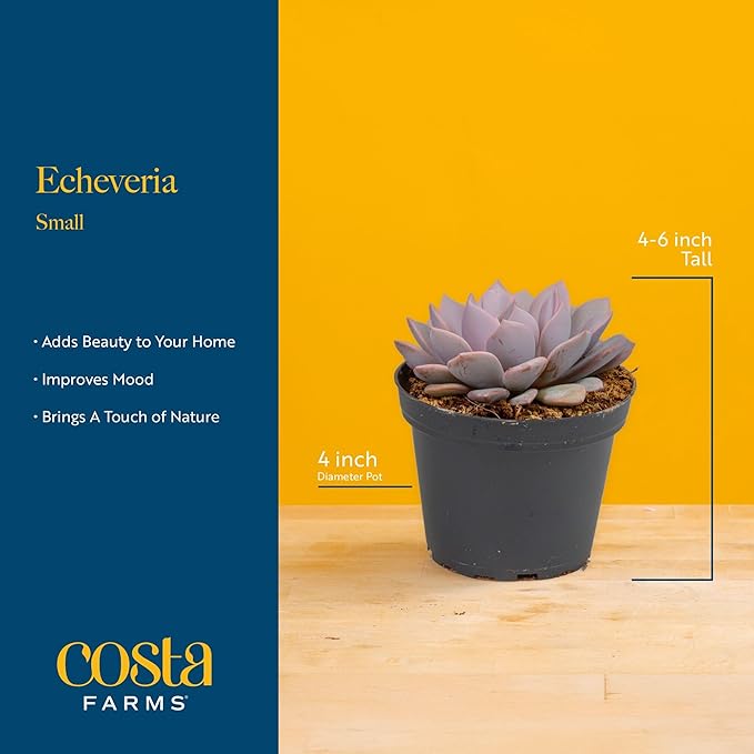 Costa Farms Echeveria, Succulent Live Plant in Decorative Pot, Succulent Indoor Houseplant, Perfect for Home, Room, or Office Decor, Great House Warming or Birthday Gift, 4-6 Inches Tall