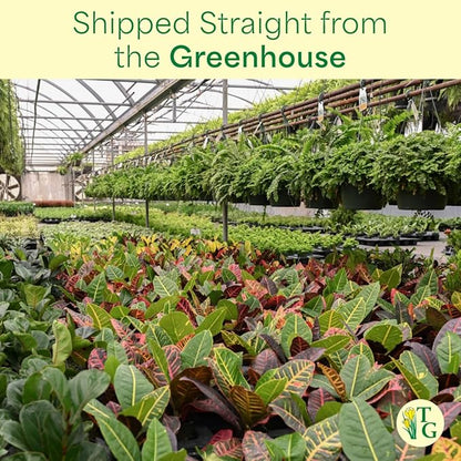 Thorsen's Greenhouse Lemon Lime Prayer Plant, Live Indoor Plant, Pet Friendly, Attractive Houseplant, Lemon Maranta, Natural Air Purifier, Easy to Grow, 4" Diameter Pot (Black - Hanging)