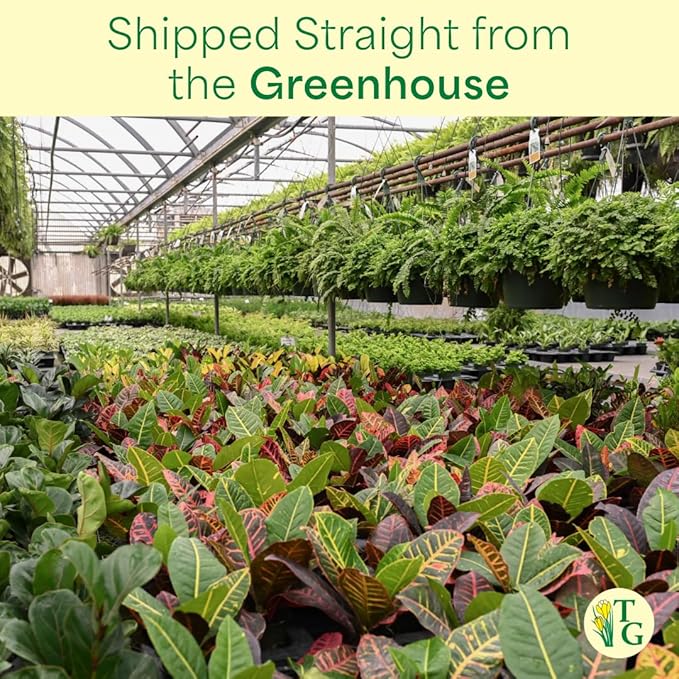 Thorsen's Greenhouse Lemon Lime Prayer Plant, Live Indoor Plant, Pet Friendly, Attractive Houseplant, Lemon Maranta, Natural Air Purifier, Easy to Grow, 4" Diameter Pot (3 Pack Nursery Pots)