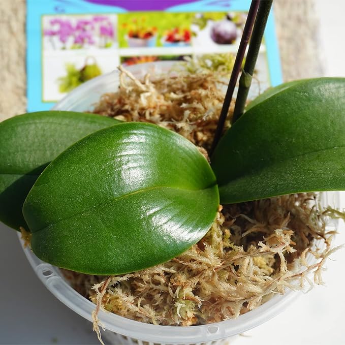 5oz Sphagnum Moss for Plant Propagation, Great Orchid Potting Mix, Help with Maintain Humidity