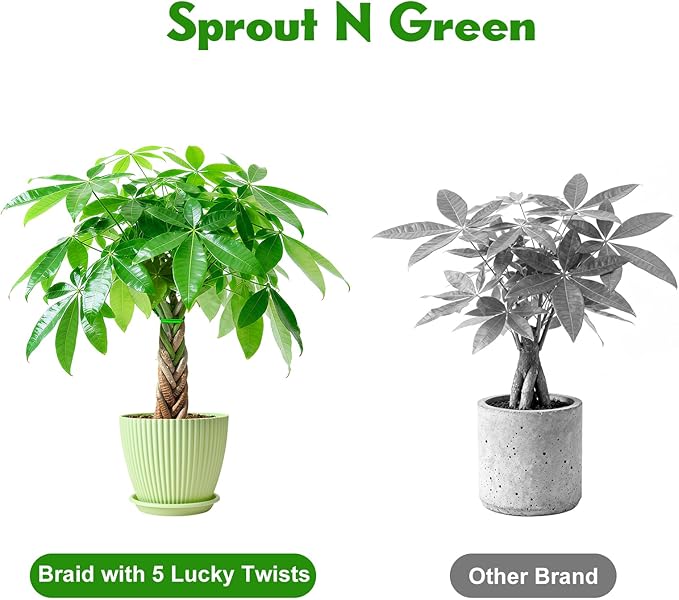 Sprout N Green Small Money Tree with 5 Lucky Braid, Live Plant with Green Stripe Pot, Decoration for Indoor Home Office Tabletop Windowsill Side Table, Housewarming, 8-10" Tall