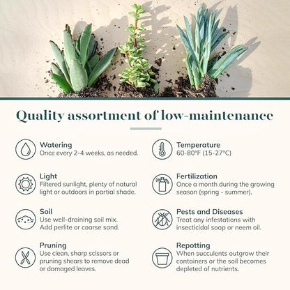 Shop Succulents Unique Succulent Plant Pack Collection - Live Mini Succulent Plants, Low Maintenance, Exceptional Colors & Textures - Wedding and Party Favors, Gift & Garden, Pack of 12