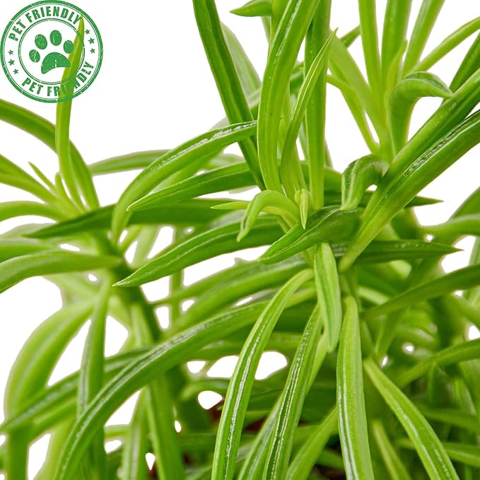 Peperomia Green Bean Live Plant for Indoor | Different Houseplants in 4'' & 6'' Pot | Real House Plant for Living Room, Office, Desk & Bathroom | Ferreyrae | Pincushion