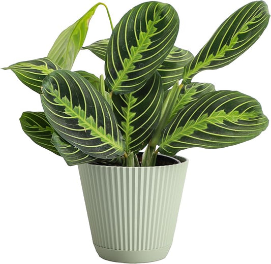Thorsen's Greenhouse Lemon Lime Prayer Plant, Live Indoor Plant, Pet Friendly, Attractive Houseplant, Lemon Maranta, Natural Air Purifier, Easy to Grow, 4" Diameter Pot (Sage)