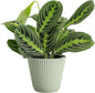 Thorsen's Greenhouse Lemon Lime Prayer Plant, Live Indoor Plant, Pet Friendly, Attractive Houseplant, Lemon Maranta, Natural Air Purifier, Easy to Grow, 4" Diameter Pot (Sage)