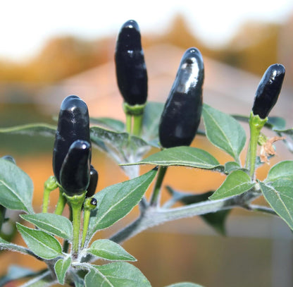 Premium Black Cobra Pepper (Capsicum Annuum) - Rare & Exotic Hot Chili Pepper, Perfect for Home Gardening and Gourmet Cooking (4 bkcbr pep Bags)