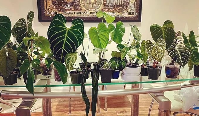 Premium Aroid Potting Mix - Soil Free Blend for Aroids - Growing Medium for House Plants by Gardenera - (5 Quart Bag)