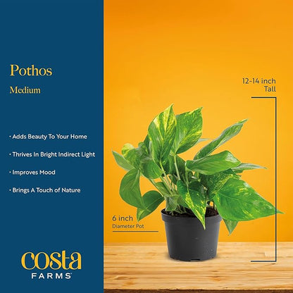 Costa Farms Silver Streak Pothos Live Plant in Self Watering Pot, Air Purifying Indoor Houseplant, Perfect for Home, Room, or Office Decor, Great House Warming or Birthday Gift, 10-16 Inches Tall