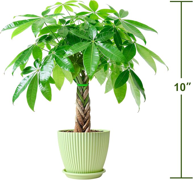 Sprout N Green Small Money Tree with 5 Lucky Braid, Live Plant with Green Stripe Pot, Decoration for Indoor Home Office Tabletop Windowsill Side Table, Housewarming, 8-10" Tall