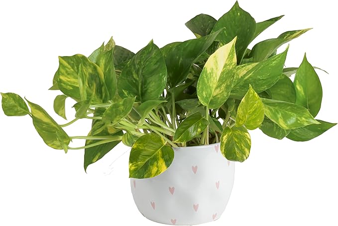Costa Farms Live Pothos Plant, Easy to Grow Vining Houseplant in Cute Décor Planter, Housewarming Gift, Room Decor, 10-12 Inches Tall