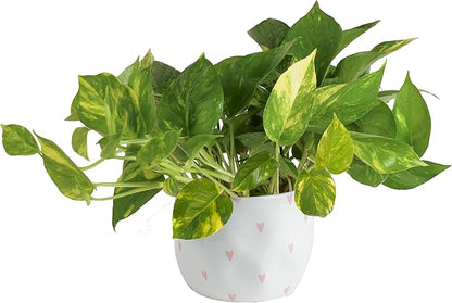 Costa Farms Live Pothos Plant, Easy to Grow Vining Houseplant in Cute Décor Planter, Housewarming Gift, Room Decor, 10-12 Inches Tall