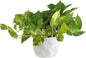 Costa Farms Live Pothos Plant, Easy to Grow Vining Houseplant in Cute Décor Planter, Housewarming Gift, Room Decor, 10-12 Inches Tall